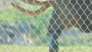 Salvatorul de la zoo: Un cerb scapă o marmotă de la înec - VIDEO