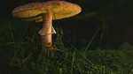Studiu. Fibrele din ciuperci, bune împotriva gripei