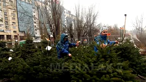 Ai cumpărat brad de Crăciun? Care sunt preţurile şi de unde pot fi închiriaţi sau cumpăraţi în rate