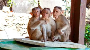 Comportamentul homosexual poate ajuta primatele să supraviețuiască și să se reproducă