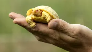 FOTO Pui albinos de broască ţestoasă de Galapago, extrem de rar, a fost prezentat lumii
