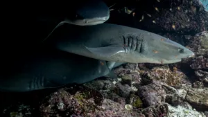 Un rechin a ucis o persoană și a rănit grav o alta, în Australia