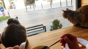 Motivul pentru care o cafenea din Ucraina rămâne deschisă, chiar dacă e război FOTO 