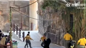 Un urs negru își atacă dresorul în timpul spectacolului. „Gata cu spectacolele cu animale”