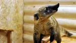L-au adus ca animal de companie cu ani în urmă, iar acum este o specie invazivă care amenință ecosistemele și fauna nativă din Spania