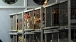 Primul caz de gripă aviară la om din Mexic, confirmat la o fetiță de 3 ani