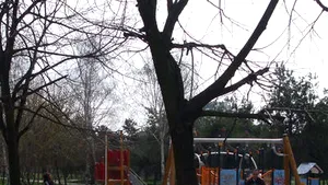 Au hăcuit şi Parcul Tineretului!