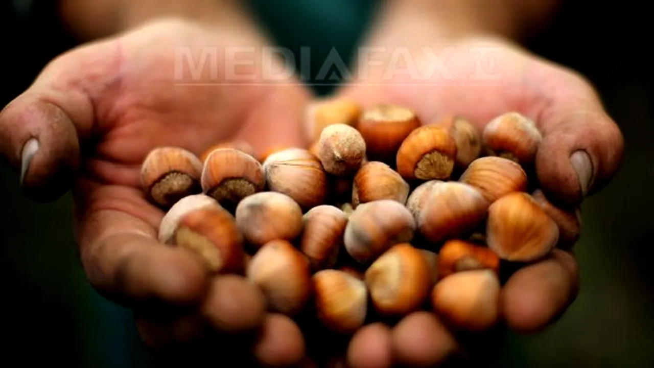 REPORTAJ: Un italian cu afaceri în România din 1979 cultivă peste 30 de hectare cu aluni, în Sibiu - FOTO