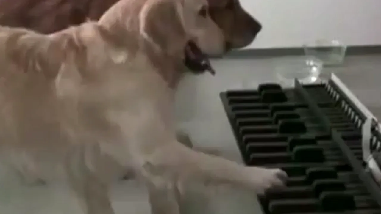 Câinii muzicieni: Cum cântă cele două patrupede la pian - VIDEO