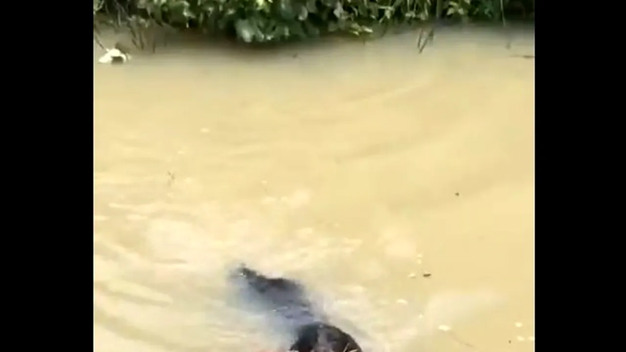 Moment emoţionant. Un câine salvează un pui de căprioară de la moarte VIDEO