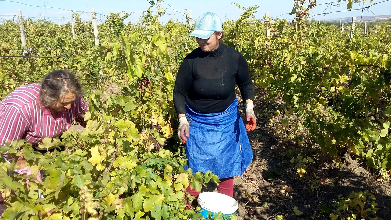 Criză acută a forţei de muncă: La Galaţi, strugurii riscă să se strice pe araci din cauza lipsei zilierilor. Fermierii se roagă să nu plouă | FOTO 