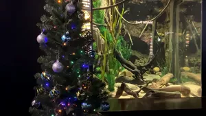 VIDEO: Ţiparul Miguel Wattson furnizează energie electrică pentru decoraţiile de Crăciun de lângă acvariul lui