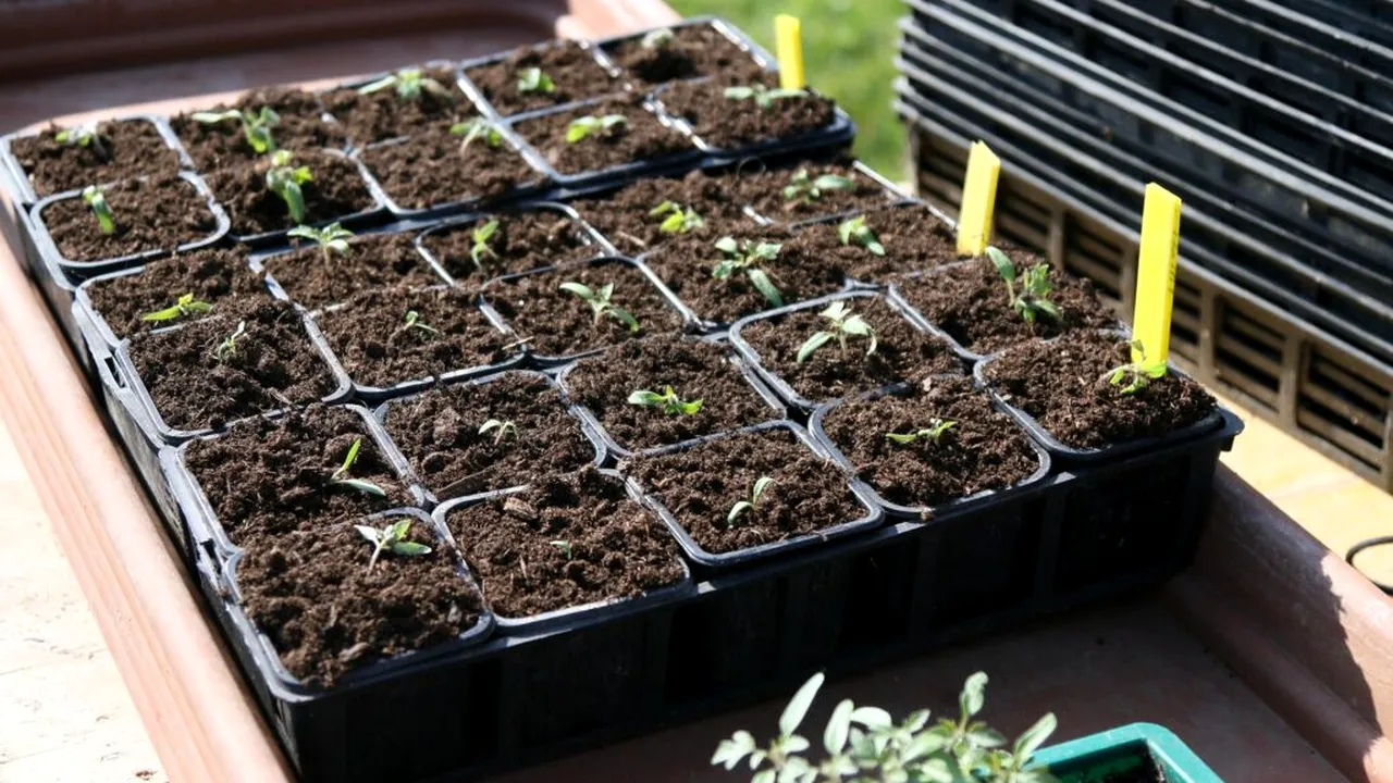 Această plantă înflorește chiar și atunci când se face frig. Cum să o îngrijești în sezonul rece