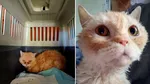 Primul somn sub razele soarelui: Povestea pisicii care a impresionat internetul