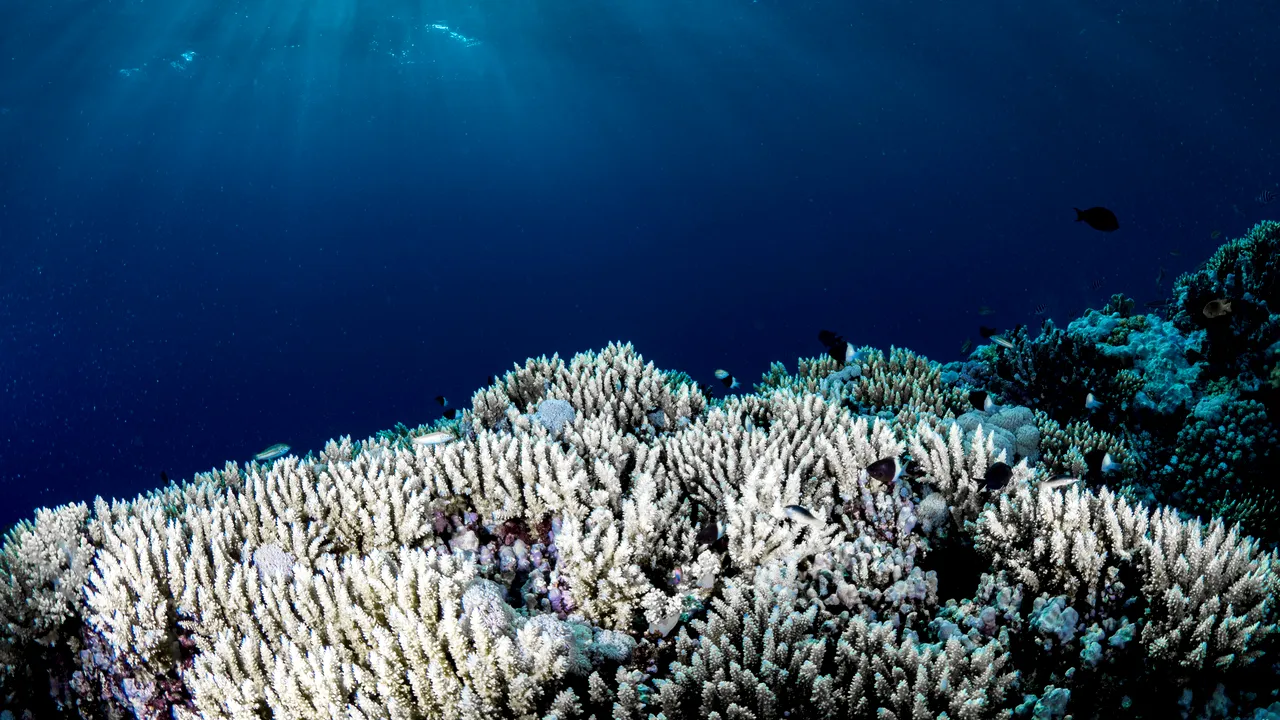 Nou record mondial: cel mai mare coral din lume, găsit lângă Insulele Solomon