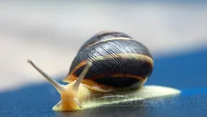 Autorităţile din Extremul Orient rus folosesc moluşte pentru a monitoriza nivelul radiaţiilor