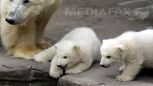Noi specii de animale, protejate prin Convenţia de la Bonn