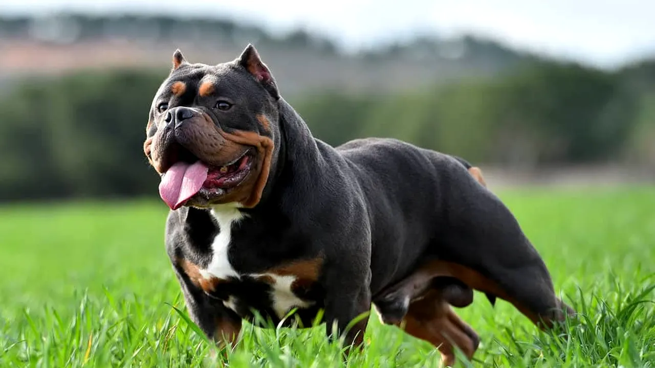 Câinii din rasa American Bully ar putea fi interzişi în Marea Britanie