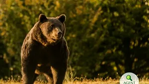 UPDATE Ministerul Mediului, despre uciderea ursului Arthur: Garda de Mediu are un control în curs / Cel mai mare urs din UE a fost omorât de un prinţ austriac, în Covasna