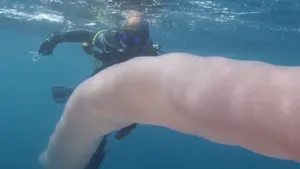 Creatură marină gigantică, descoperită de doi scafandri. „Unicornii mării” pot ajunge la 8 metri lungime 