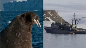 O navă militată rusă, scufundată de o „biată” morsă. Motivul pentru care animalul s-a înfuriat