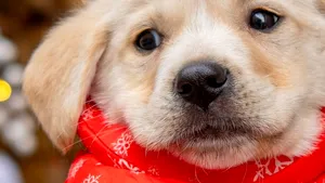 În preajma sărbătorilor, ASPA București lansează un apel la responsabilitate: De Crăciun, nu adopta un dar. Adoptă o viață