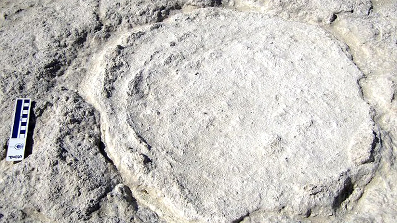 Urmele unor elefanţi, vechi de 7 milioane de ani, descoperite în Emiratele Arabe Unite 