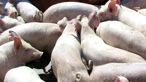 Reprezentant Smithfield Ferme: Gripa nu putea porni din Timiş