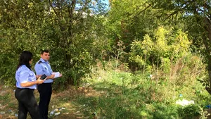 Amenzi de peste jumătate de milion de lei pentru terenuri neîngrijite şi ambrozie

