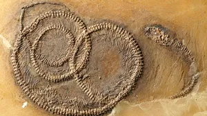 Paleontologii au descoperit un ''lanţ trofic'', vechi de 48 de milioane de ani