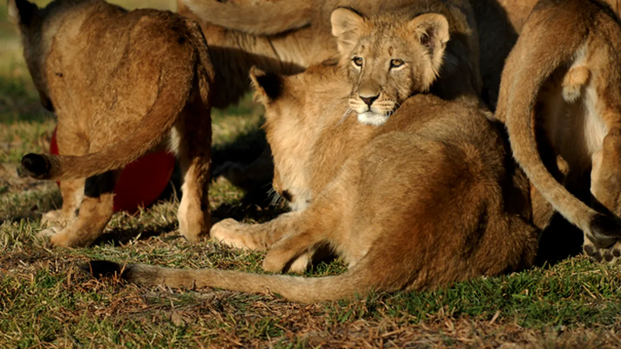Treisprezece lei vor fi duşi în Marea Britanie de la o grădină zoo din România