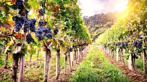 Peste 11 milioane de euro pentru producătorii de vin. Cine poate cere banii din 17 august?