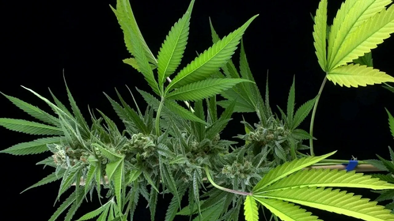 Bărbaţi reţinuţi după ce au înfiinţat o cultură de cannabis într-o pădure de lângă Cluj-Napoca