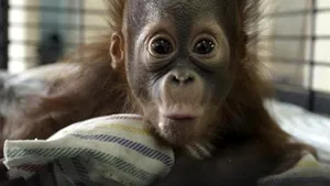 MEDIAFAX ZOOM - Pictures of the Year: Animals - GALERIE FOTO