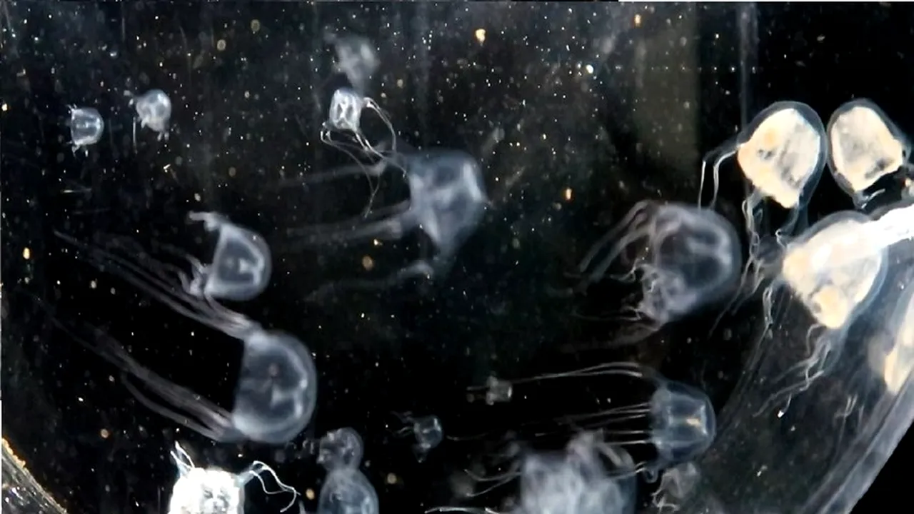 O nouă specie de meduză a fost descoperită în apele din Hong Kong - studiu