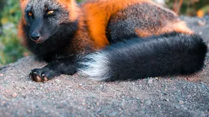 FOTO Imagini spectaculoase surprinse de un fotograf cu o specie rară de vulpe