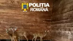 Două căprioare ținute ilegal în captivitate au fost salvate în Sibiu. Animalele au ajuns la Grădina Zoologică
