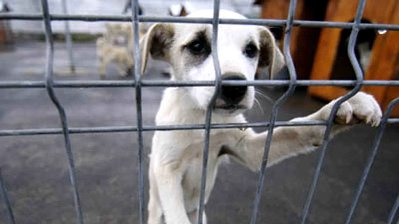 Campanie de sterilizare gratuită a câinilor cu şi fără stăpân