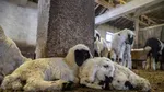 Un fermier din Brașov, reținut de DNA după ce ar fi declarat sute de oi și capre inexistente pentru a obține subvenții
