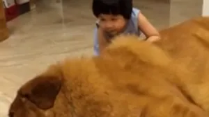 Un clip în care o fetiţă se joacă cu mastifful său tibetan a devenit viral pe YouTube - VIDEO