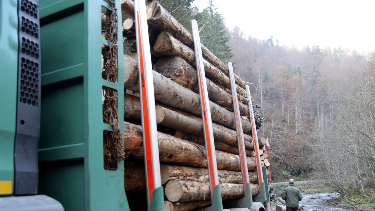 HARTA defrişărilor ilegale. Trei hectare de pădure dispar în fiecare oră în România