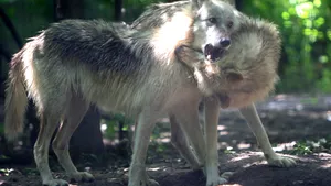 VIDEO. Imagini rare cu o haită de lupi dintr-o pădure din Parcul Naţional Semenic - Cheile Caraşului