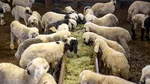 Alertă sanitară în Grecia, după descoperirea unui focar de febră aftoasă