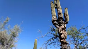 Viaţa la 43 de grade Celsius mai mult de o lună: până şi cactuşii giganţi mor în Arizona
