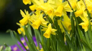 Peste 1,4 milioane de români îşi serbează onomastica de Florii