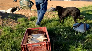 În lipsa angajaţilor sezonieri străini, englezii sunt în căutare de soluţii. Mii de britanici vor participa la muncile agricole