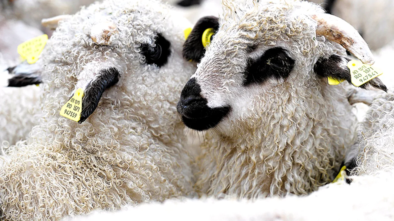 Daea, despre subvenţii: De la 1 noiembrie pentru crescătorii de ovine şi caprine,apoi pentru taurine