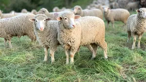 Nou record financiar pentru România pe piața exporturilor de ovine vii. La cât se ridică vânzările