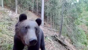VIDEO Un urs descoperă şi analizează o cameră video de monitorizare a faunei din Parcul Naţional Călimani