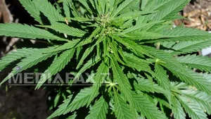 Un nou stat vrea să legalizeze marijuana şi să îşi schimbe forma de guvernământ